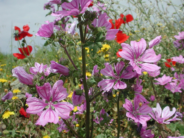 Malva sylvestris