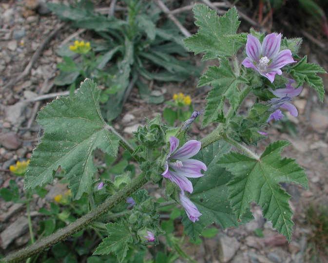 Lavatera cretica