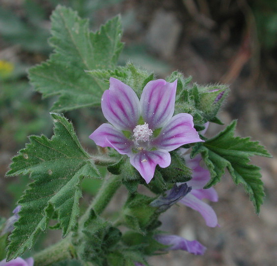 Lavatera cretica