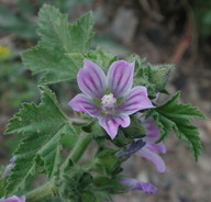 Lavatera cretica