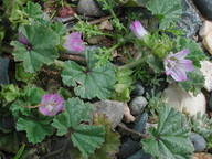 Malva neglecta