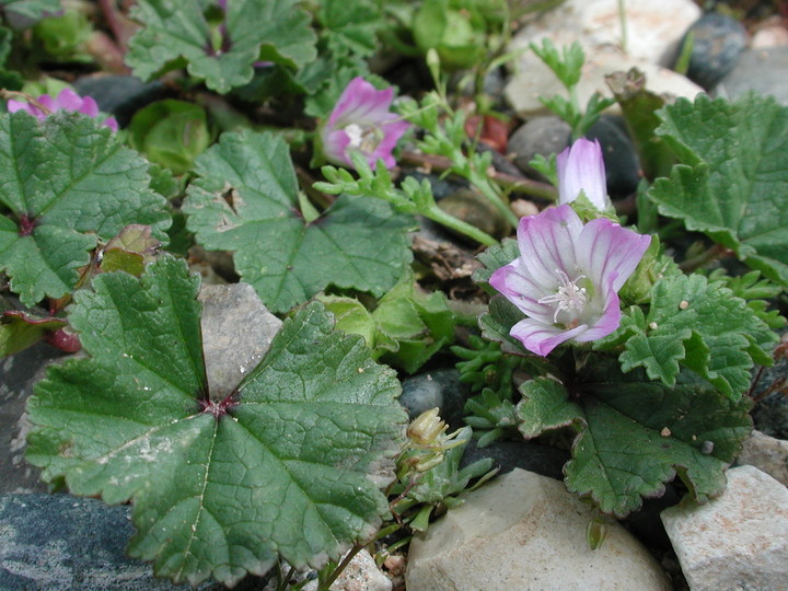 Malva neglecta