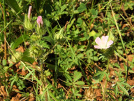 Althaea hirsuta