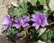 Malva sylvestris