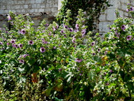 Lavatera arborea