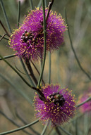 Melaleuca filifolia