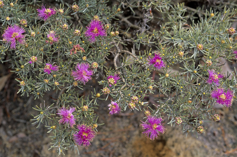 Melaleuca scabra