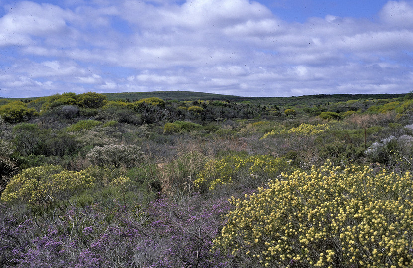 Melaleuca uncinata