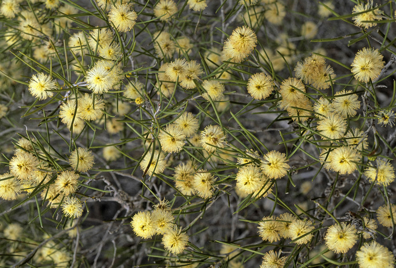 Melaleuca uncinata