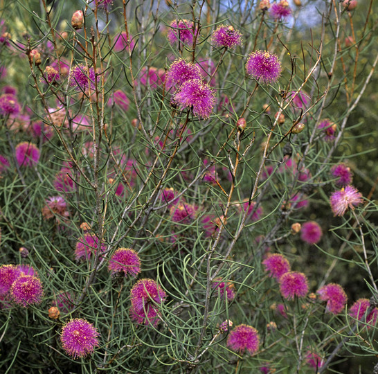 Melaleuca nematophylla