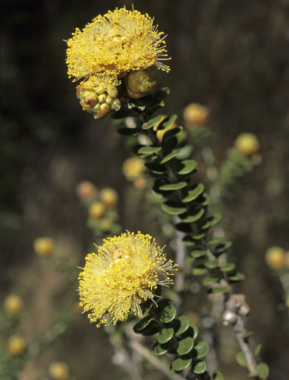 Melaleuca megacephala