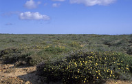 Melaleuca megacephala