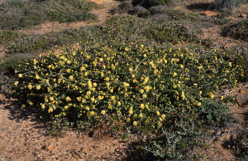 Melaleuca megacephala