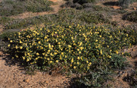 Melaleuca megacephala