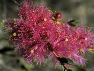 Melaleuca sp.?fulgens