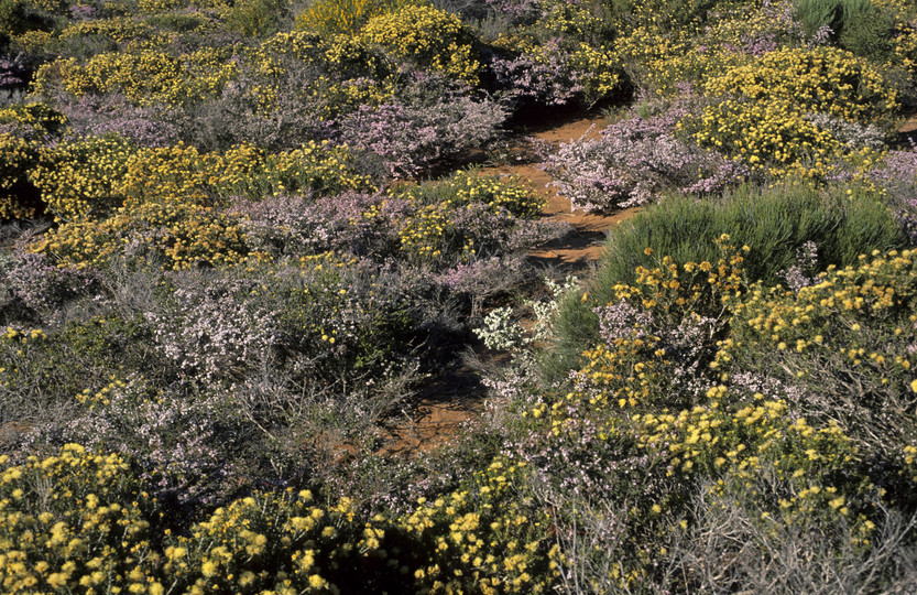 Melaleuca megacephala