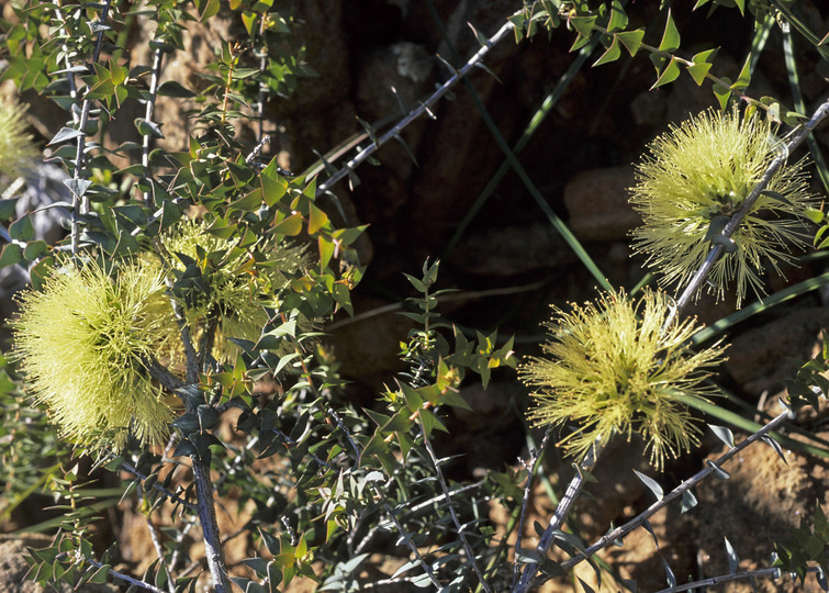 Melaleuca cardiophylla