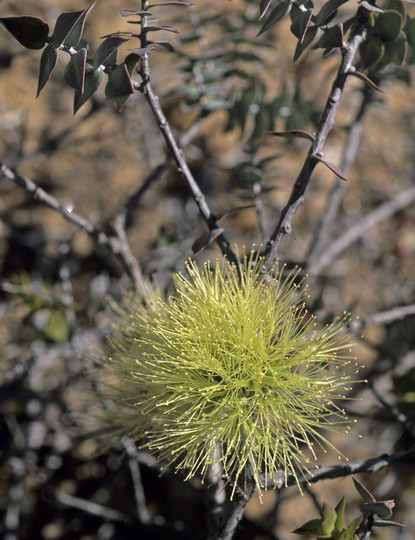 Melaleuca cardiophylla