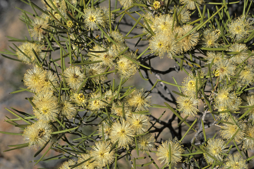 Melaleuca uncinata