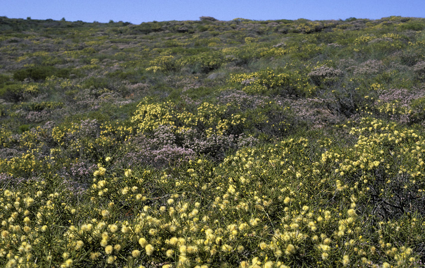 Melaleuca uncinata