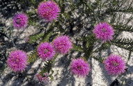 Melaleuca scabra coll.