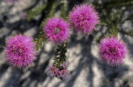 Melaleuca scabra coll.