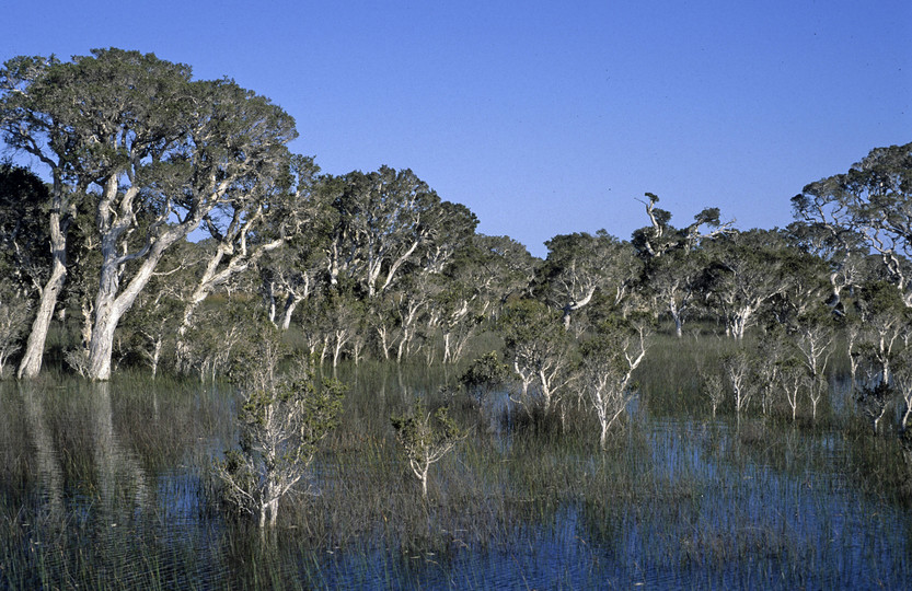 Melaleuca sp.?rhaphiophylla