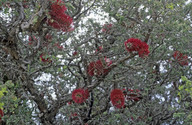 Melaleuca elliptica