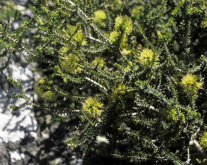 Melaleuca blaerifolia