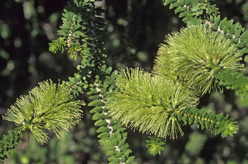 Melaleuca sp.?diosmifolia