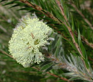 Melaleuca capitata