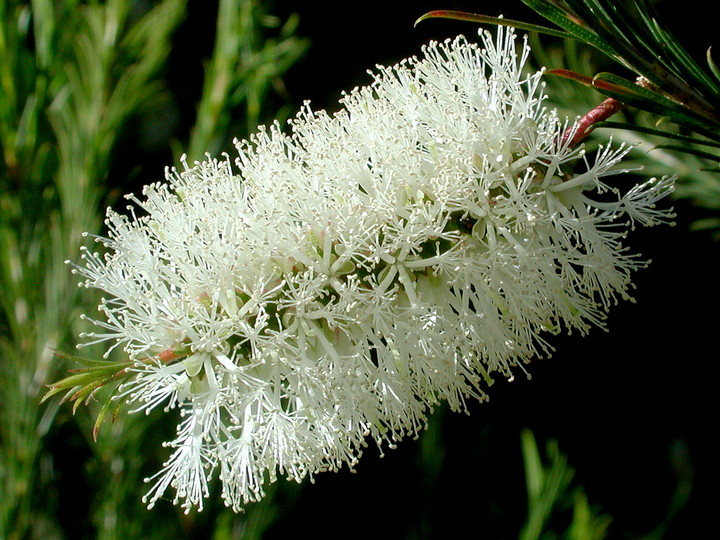 Melaleuca armillaris