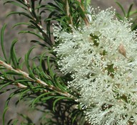 Melaleuca armillaris