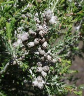 Melaleuca halmaturorum