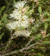 Melaleuca halmaturorum