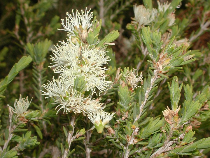 Melaleuca halmaturorum