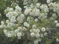 Melaleuca sp.3