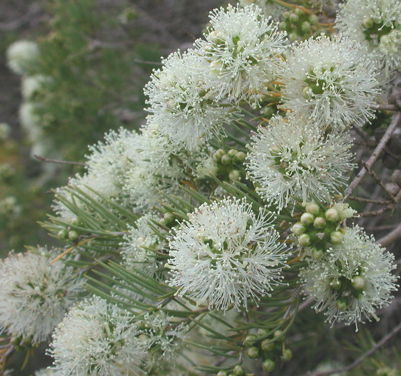 Melaleuca sp.3