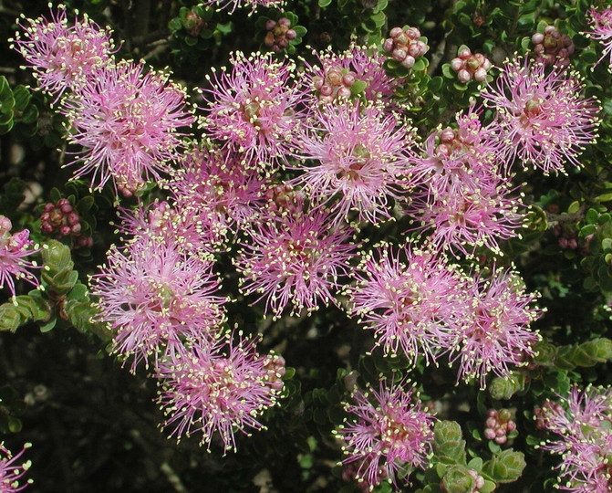 Melaleuca sp.4