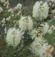 Melaleuca squarrosa