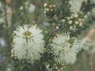 Melaleuca squarrosa