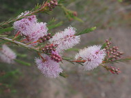 Melaleuca sp.6