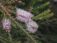 Melaleuca sp.6