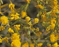 Acacia spathulifolia