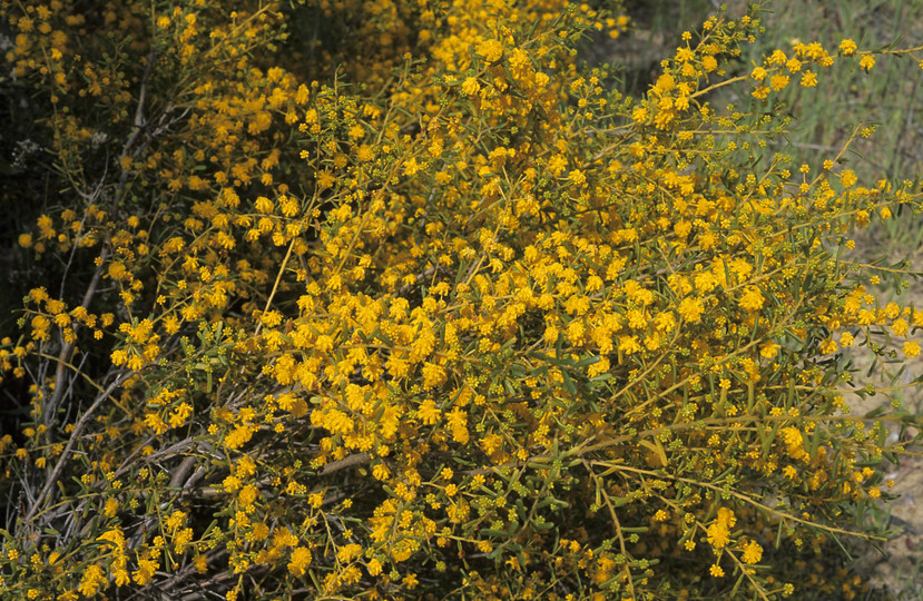 Acacia spathulifolia