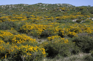 Acacia lasiocarpa