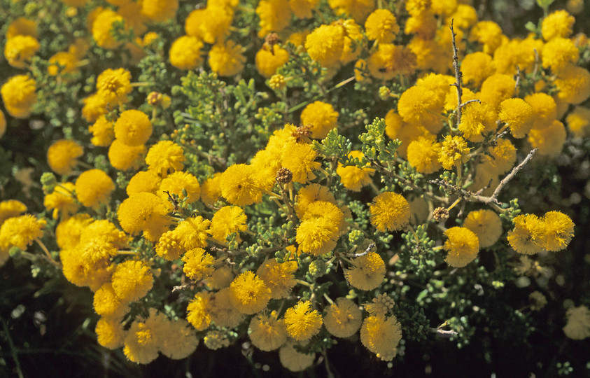 Acacia lasiocarpa