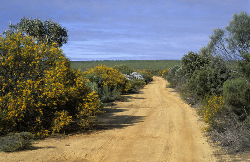 Acacia scirpifolia