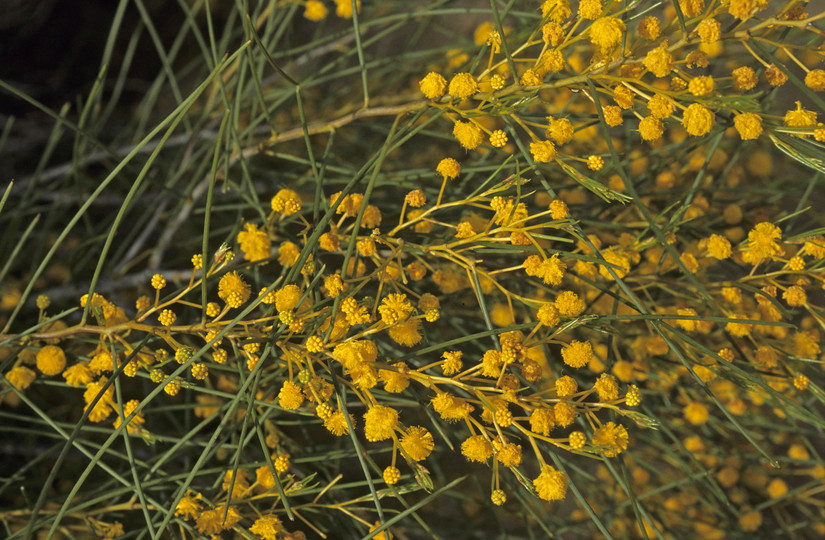 Acacia scirpifolia