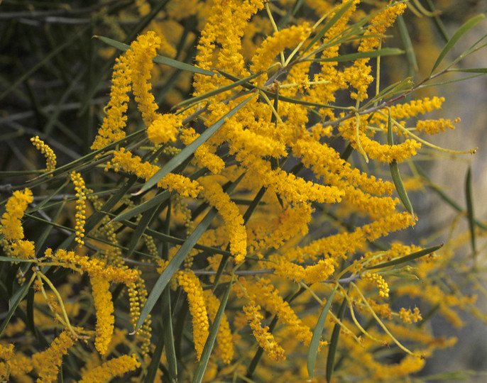 Acacia oldfieldii